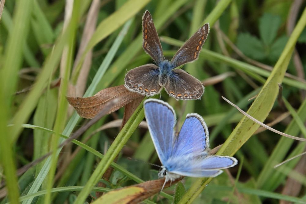 Common Blue male and female