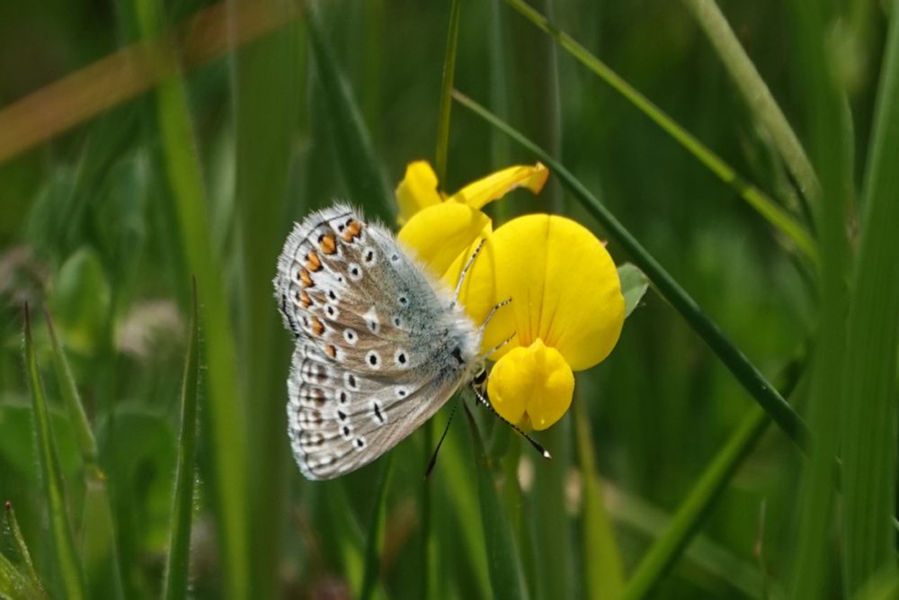 Common Blue male nectars on sp.larval food plant,Birdsfoot Trefoil 
