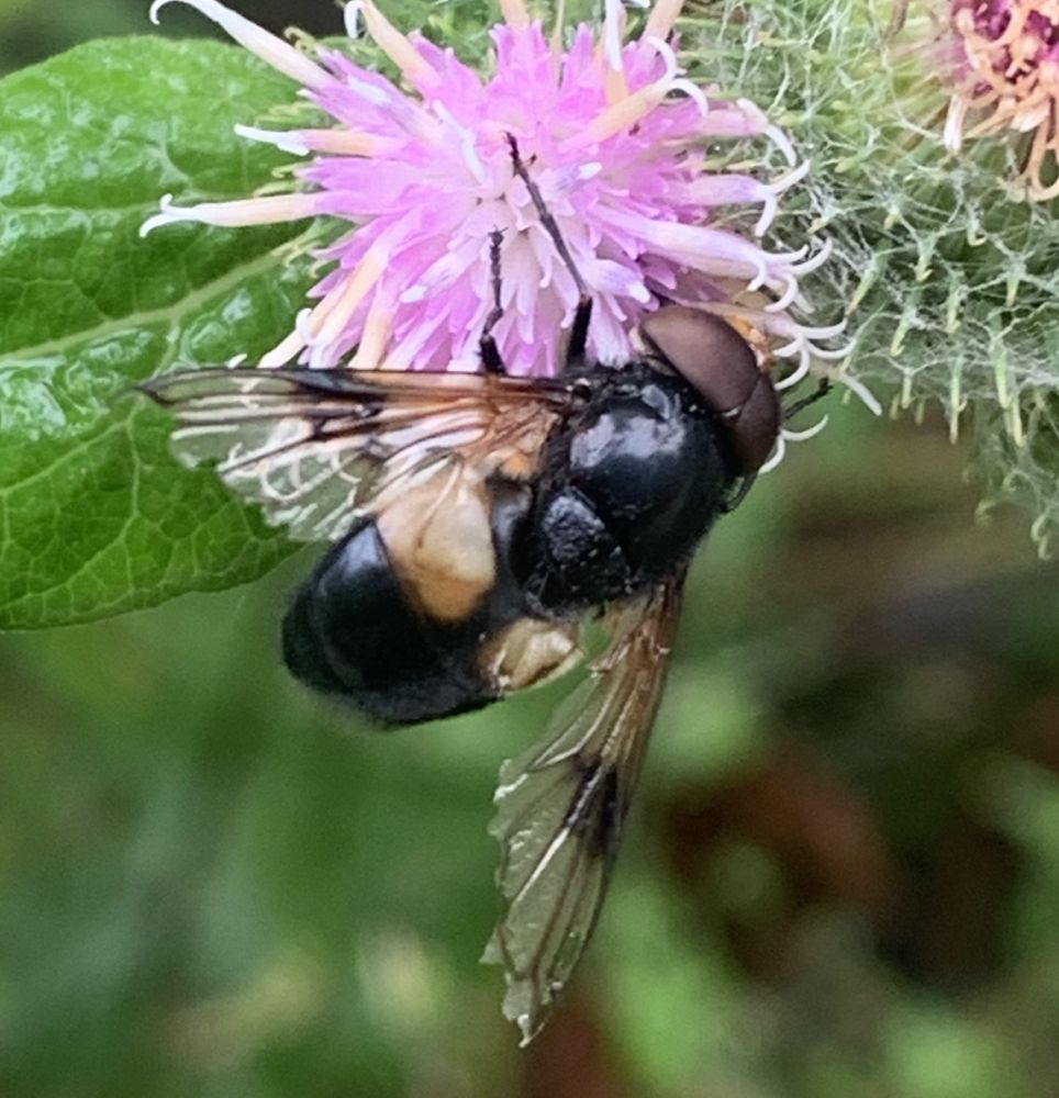 Pellucid hoverfly 
