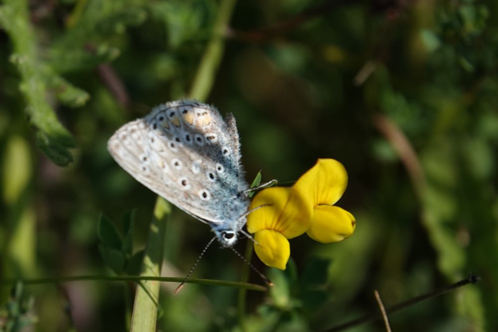 Common Blue