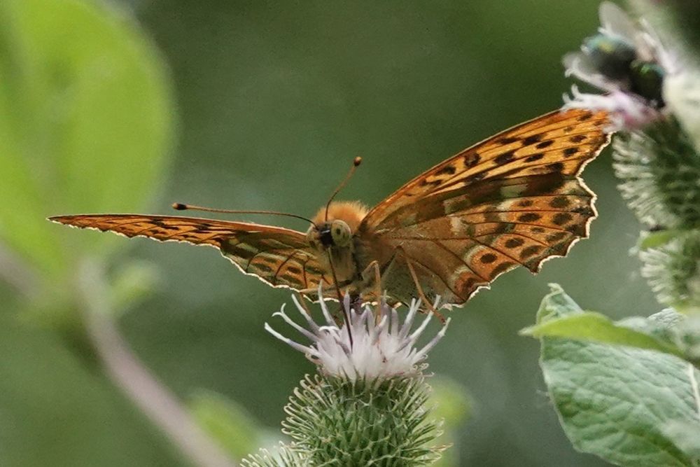 Silver Washed Fritillary