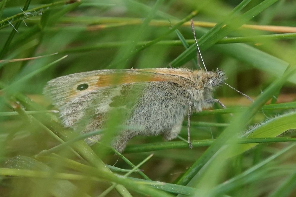 Small Heath egg laying