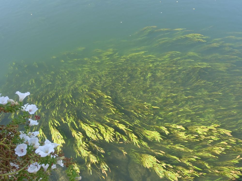 Wasserpflanzen, die von der Strömung von links nach rechts liegen, an der linken, unteren Bildseite weiße Blüten über dem Wasser