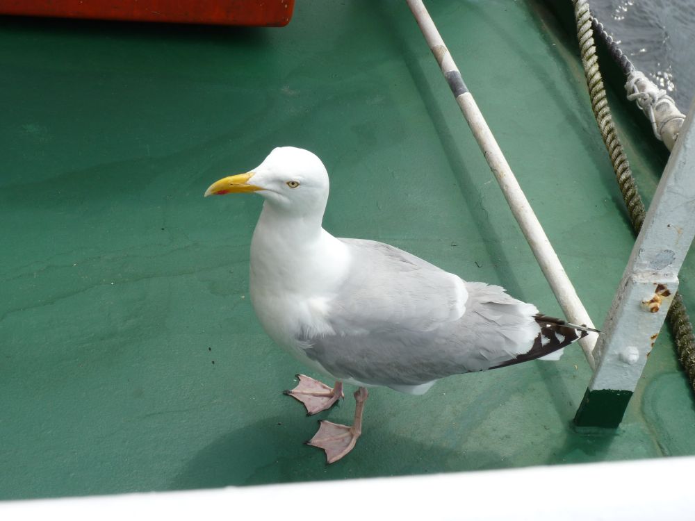 eine Möwe steht auf einem grün gestrichenen Decksboden mit weissen Stahlgeländerstreben, sie guckt in die andere Richtung, aber ein Auge auf mich gerichtet