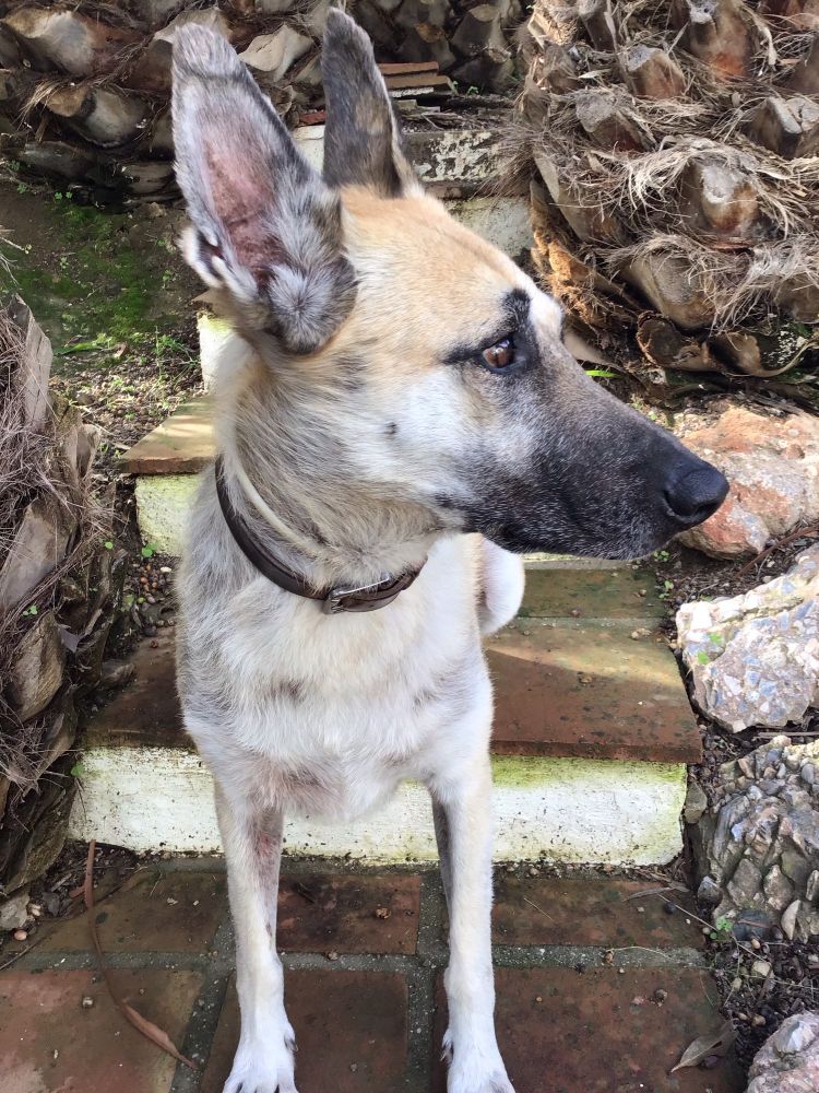 A rescue dog called Louis, aged 8, pictured this morning