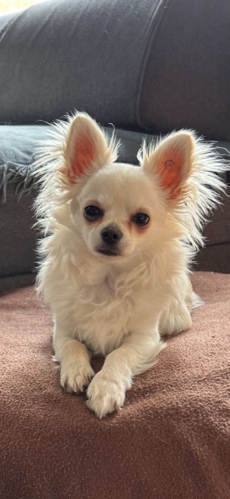 Chihuahua puppy with fluffy ears looking directly at the camera