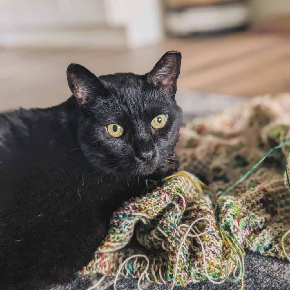 Black cat sitting on a handknit cardigan 