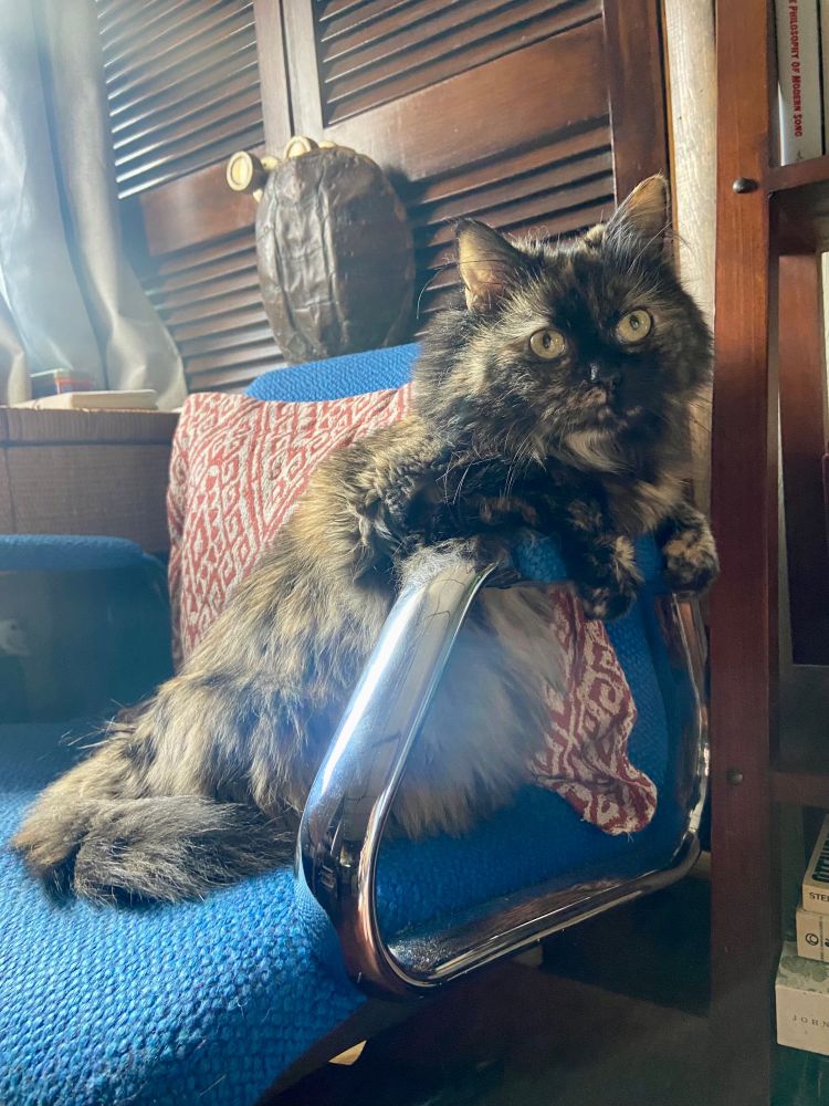 Marlene, a black and brown long-haired tortie cat, poses dramatically in a blue desk chair.