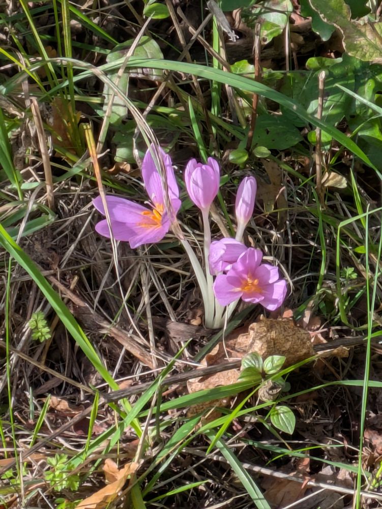 A photo of purple crocuses 
