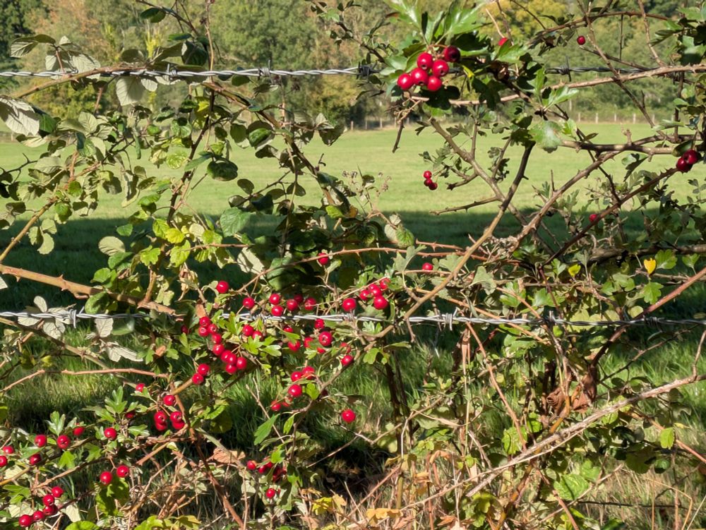 A photo of red berries (hawthorn, I think)