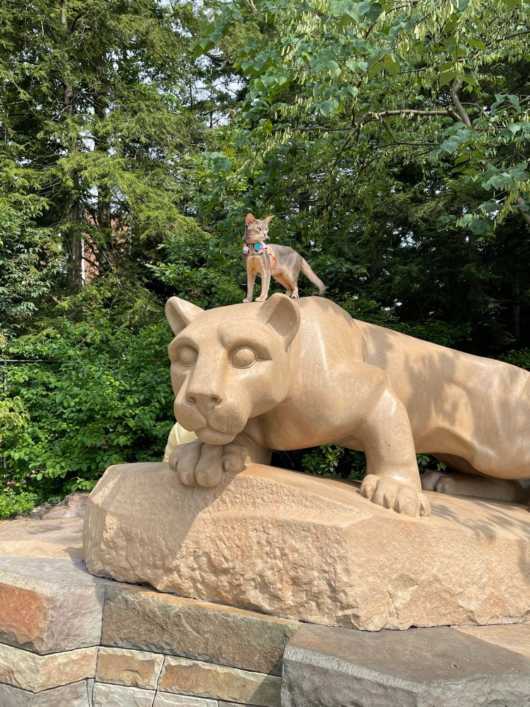 The shrine of the Nittany Lion on the main campus of Penn State University with a gray Abyssinian cat standing on top of it. The live cat is wearing a tracking collar and harness. Well hidden behind it is part of a yellow shirt showing that the live cat is attended by someone. 