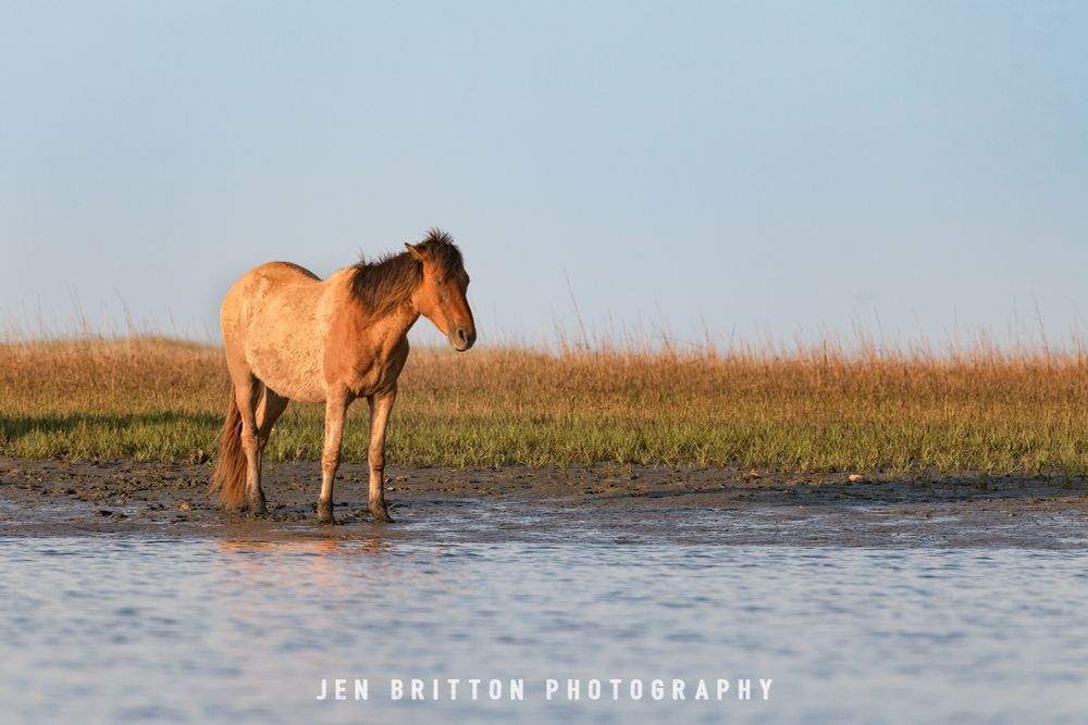 Shot from out in calm ocean water, the image is of a light chestnut colored horse taking a nap just at the edge of a marshy island. She is standing on some mud just a few inches from the water's edge, with march grass behind her and a light blue sky above.