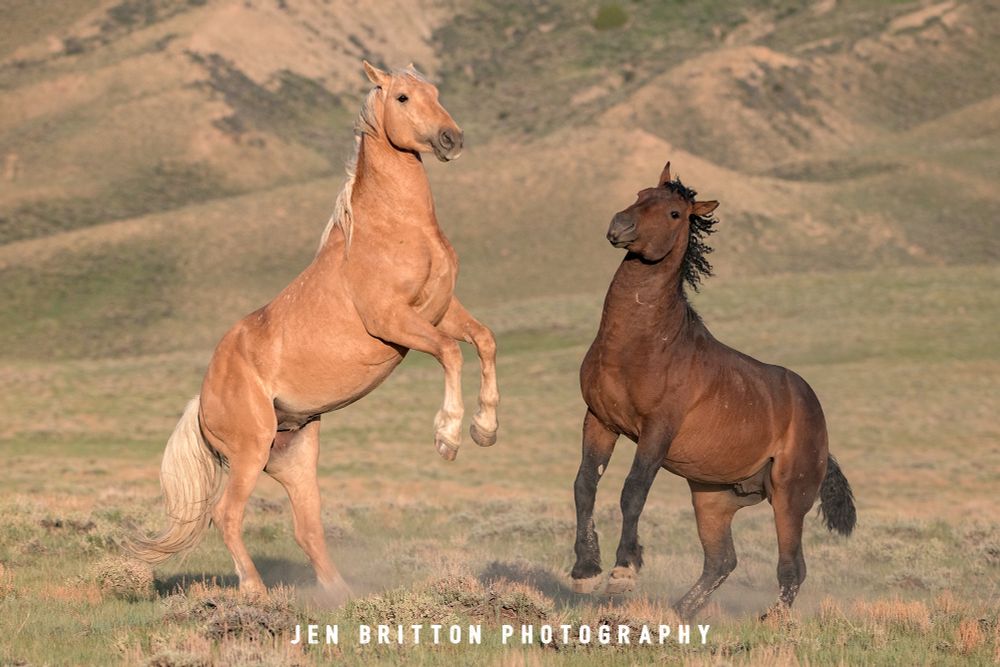 The palomino stallion is caught in a perfect rearing moment with his front legs suspended in front of him, while the bay stallion has sat back on his haunches, coming down from his rear.