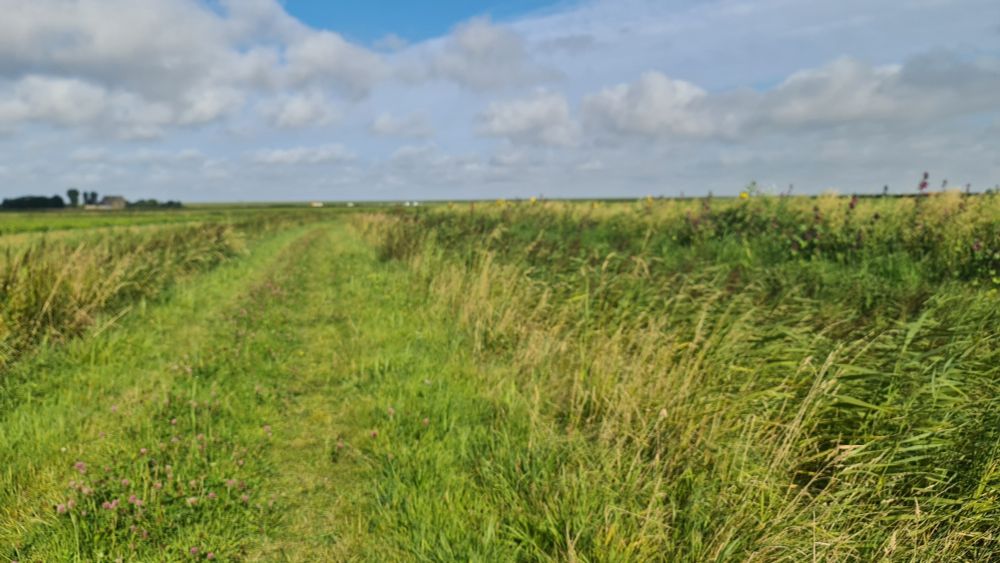 Graspad bij Pingjum.