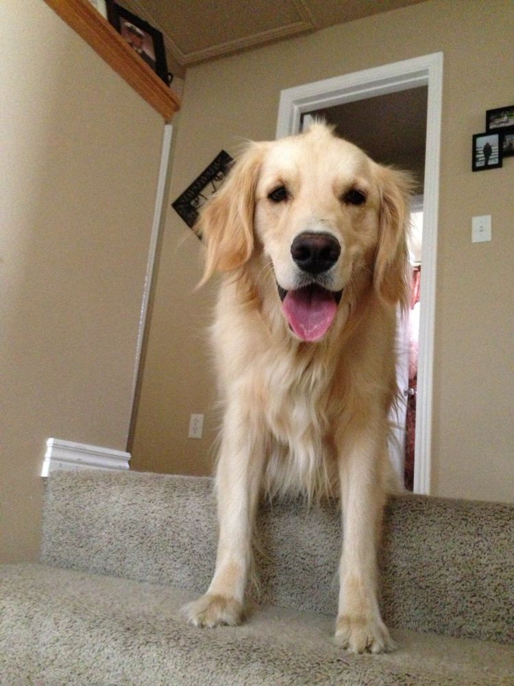 Barkley 