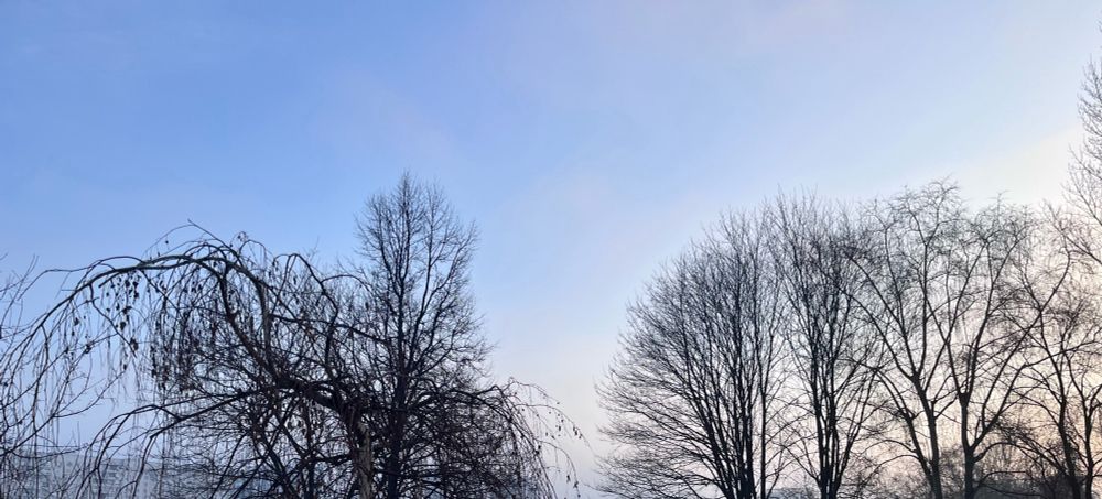 blue morning sky and black trees without leaves