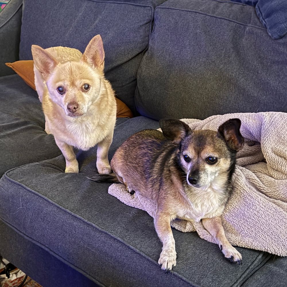 Two dogs in dramatic poses on the couch. Fiddle is a blond corgi mix standing up looking directly at the camera. Auggie is a brown and white chihuahua mix. He’s laying down with his front feet stretched out and his head dramatically turned to the left of the camera. His ears are up in anticipation. 