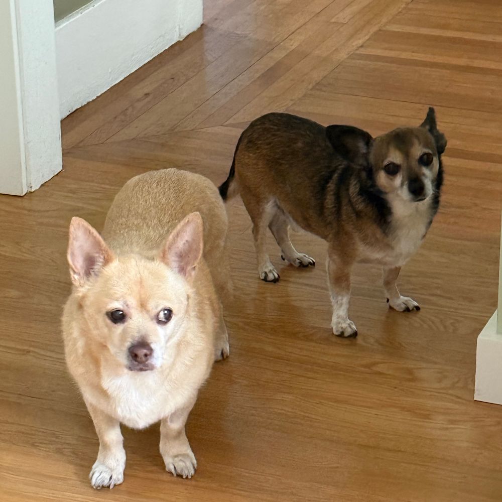Two dogs wait for dinner, standing at the entrance to the kitchen. Fiddle on the left is a blond corgi mix making an incredible face. His left eye is dark brown, looking forward, and his right eye faces right so the white of his eye is visible. He looks downright dubious. Auggie on the right is a brown and white chihuahua mix looking knowingly at the camera. 