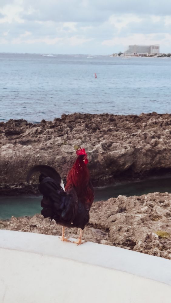 A photo of a rooster standing atop a white cement wall overlooking the sea.