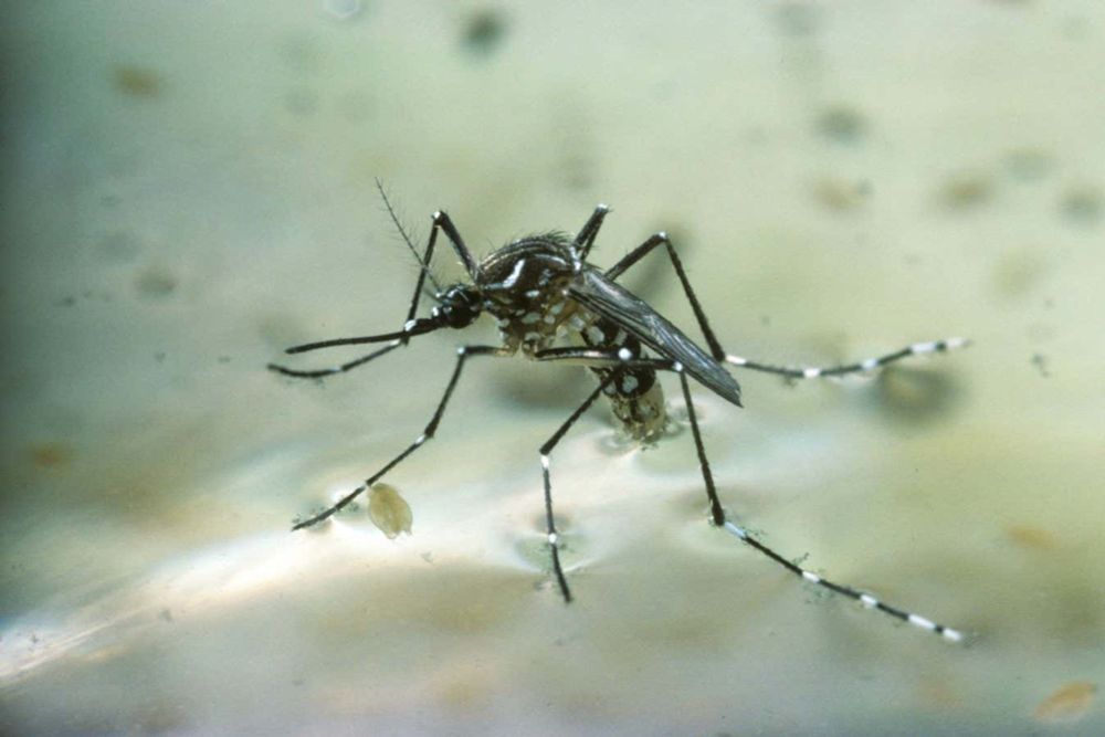 CBD shows promise as pesticide for mosquitoes