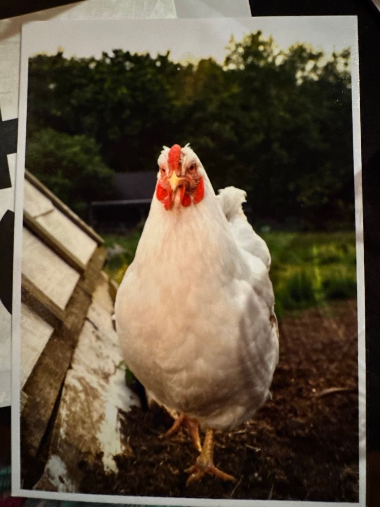 Bold white chicken staring you down. 
