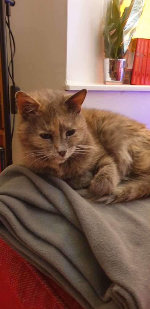 A grey tortoiseshell cat curled up on a grey blanket.