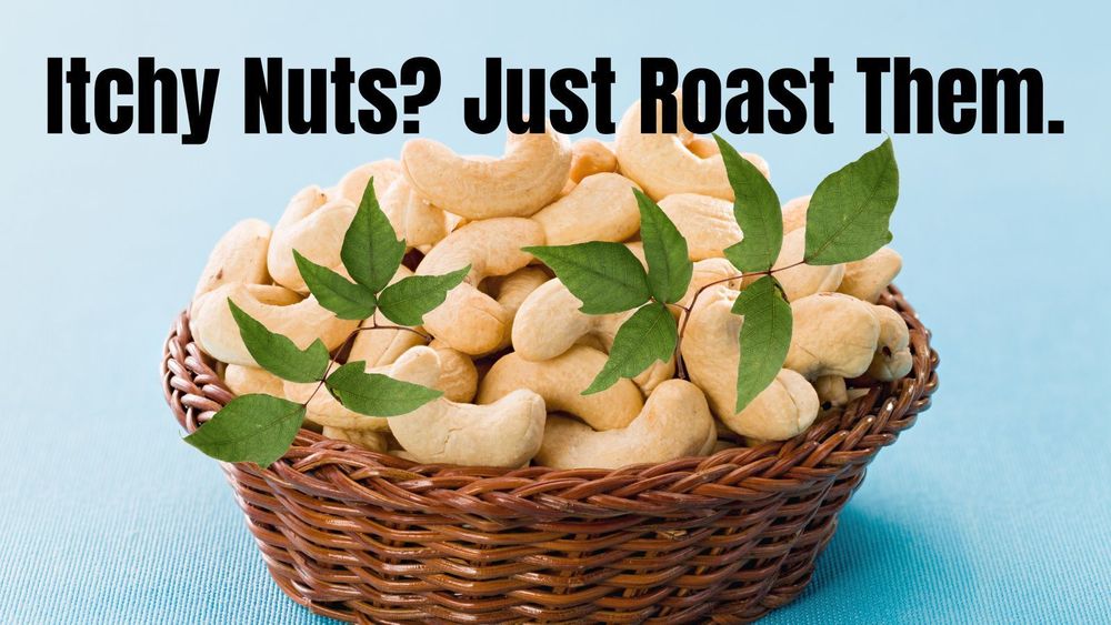 Itchy Nuts: Why Cashews Are Always Roasted