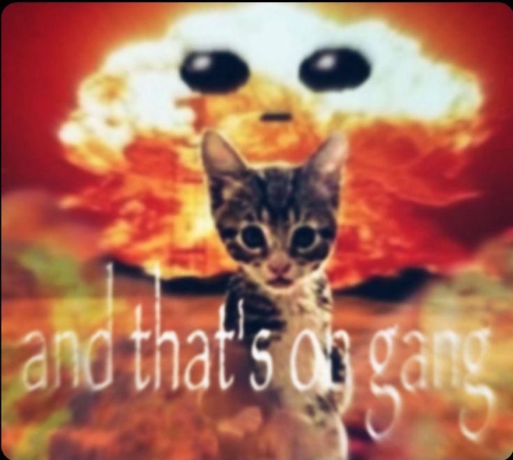 Cat in front of explosion with the caption "and that's on gang"