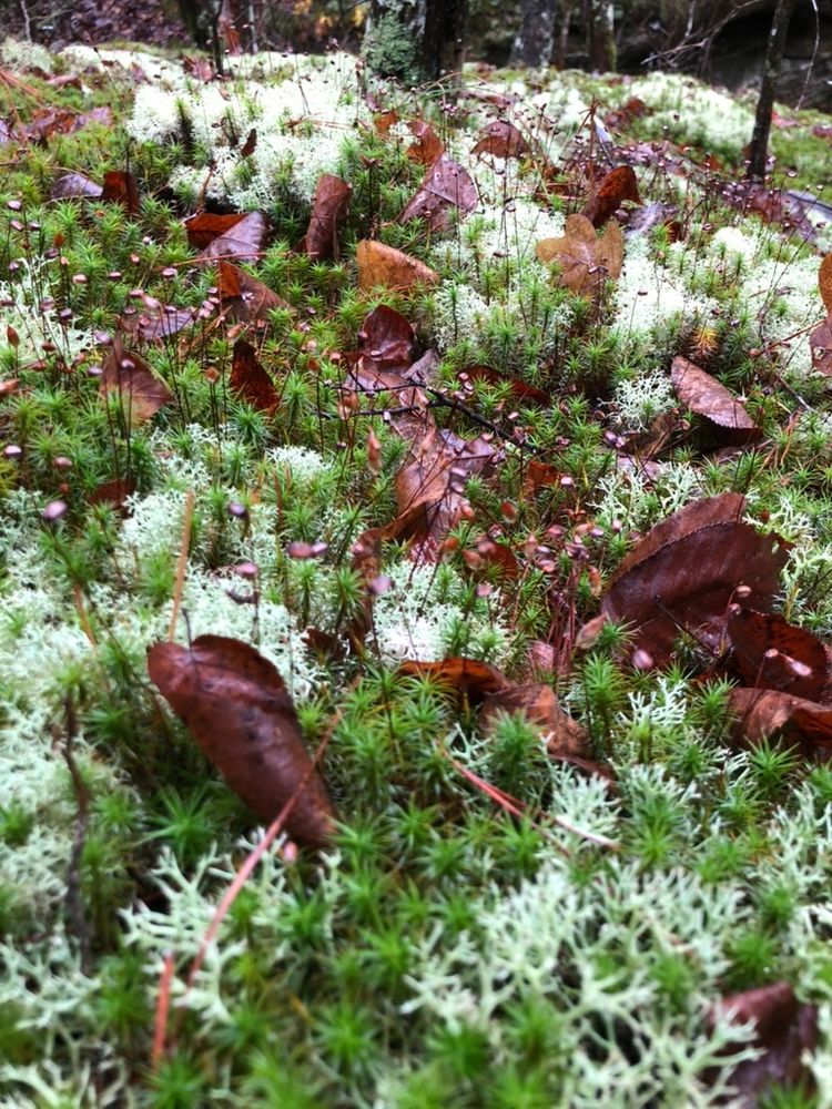 Lichen mingles with green moss putting up purple sporophyte stalks. Fallen tree leaves in earthy fall colors seem to float on top.