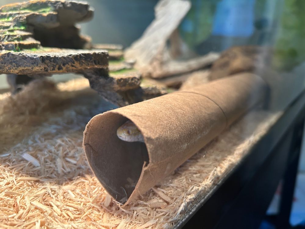 Close up of a paper towel tube in a snake habitat, with a white corn snake peeking out of the “tunnel.” 