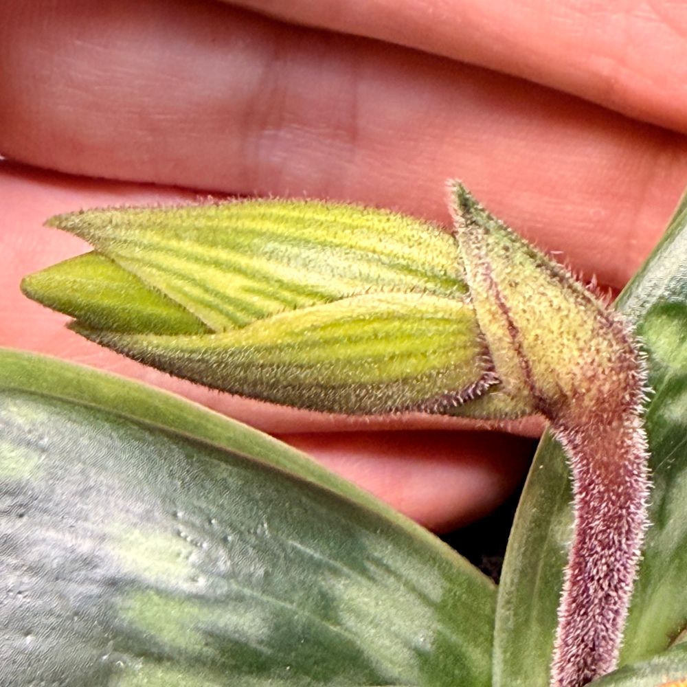 Close up photo of a flower bud of a Paphiopedilum orchid with a hand used as backdrop