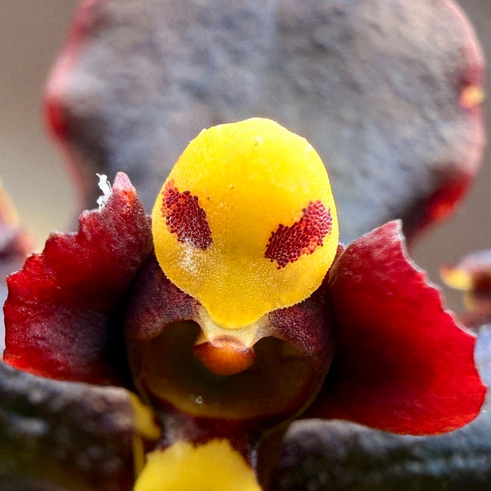 Close up of an orchid flower. Gomesa Jiaho Queen ‘Jai Ho’