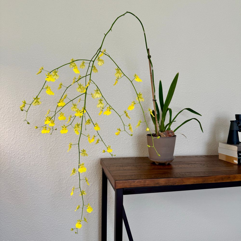 A potted Oncidium orchid on a table, with a tall arching spike covered in dozens of bright yellow blooms. The flowers cascade outward like “dancing ladies.” The stem is staked for support, and a heavy piece of petrified wood rests in the pot to keep it from tipping under the weight of the blossoms.
