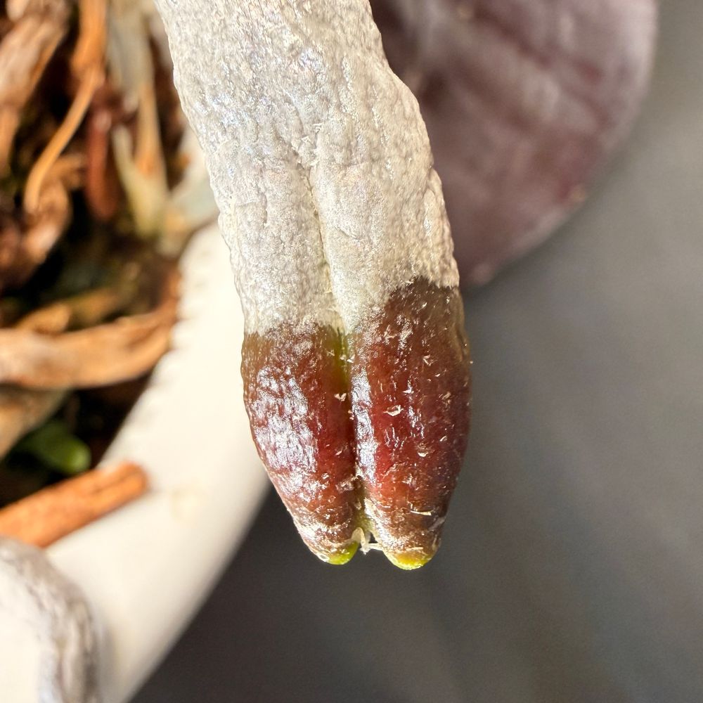 A close-up of a Phalaenopsis orchid root tip that has split into two rounded points. The upper part of the root is pale silver and textured, while the two tips are reddish-brown with a gloss look.