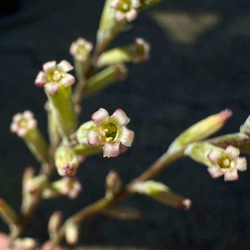 Close-up of a small star-shaped flower with pale pink petals and a green center, attached to a slender stem with several buds. The photo is being used in a social media guessing game where viewers are asked to identify the flower.