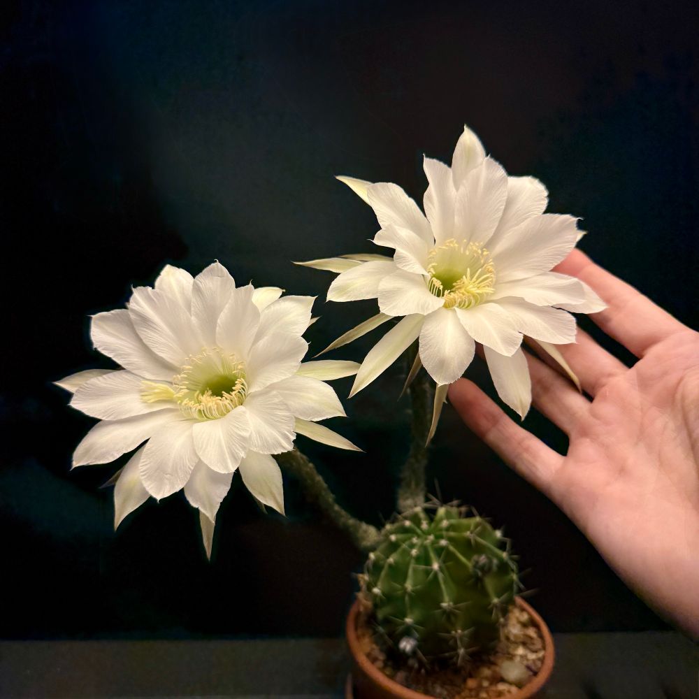 Two echinopsis cactus flowers with a hand for scale.