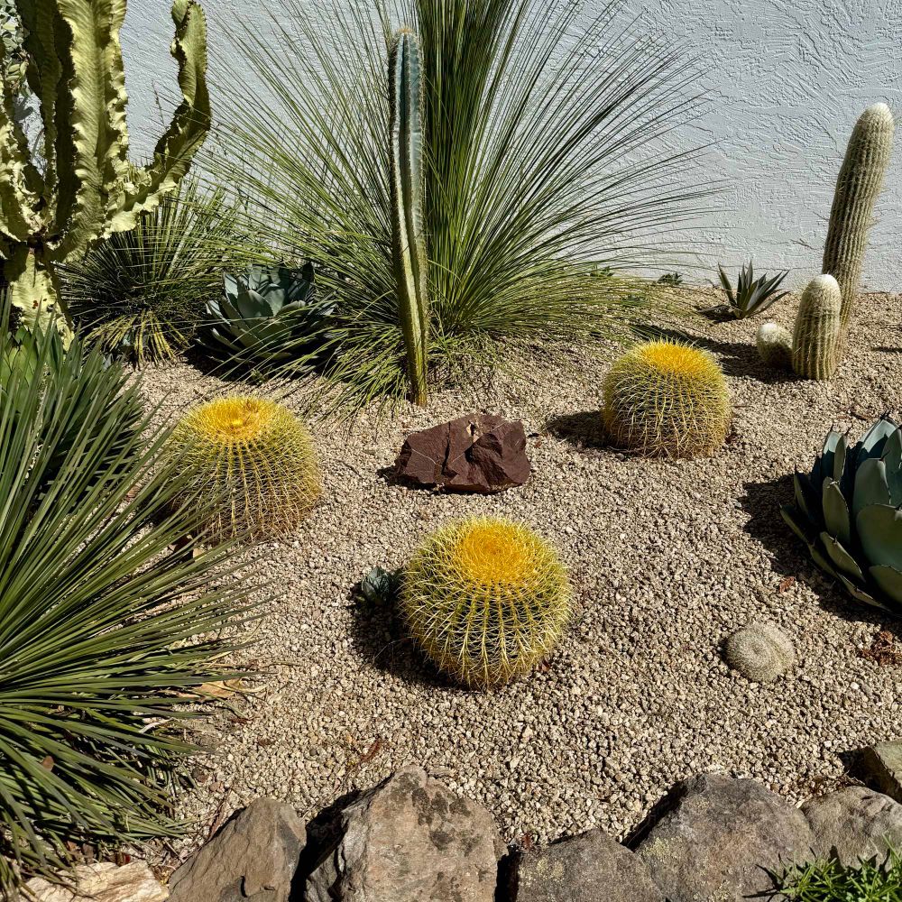 A xeriscape garden with gravel, agaves, Mexican tree grass, and several cacti, including three round golden barrel cacti. One of the barrels has a small yellow flower at its crown.