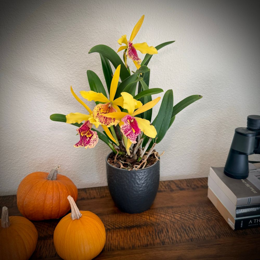 A bright yellow-and-magenta Cattleya orchid in bloom sits in a dark textured pot on a wooden table. Three small pumpkins are arranged nearby, adding a seasonal autumn touch. To the side are a stack of philosophy books and a pair of black binoculars, completing the cozy indoor scene.