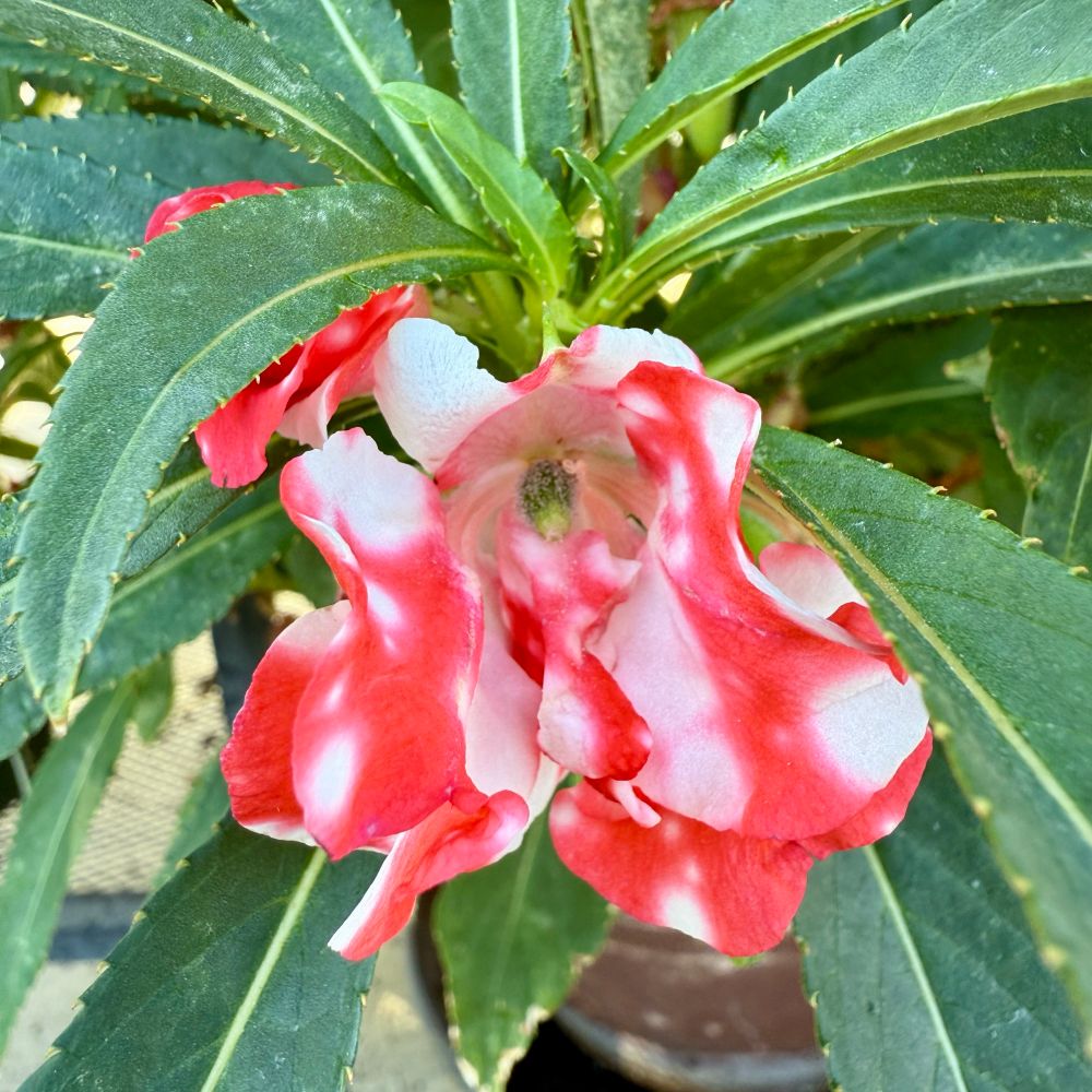 A balsam flower with unusually patterned petals. Red and white streaks and spots that look almost hand-painted. Surrounded by narrow serrated green leaves.