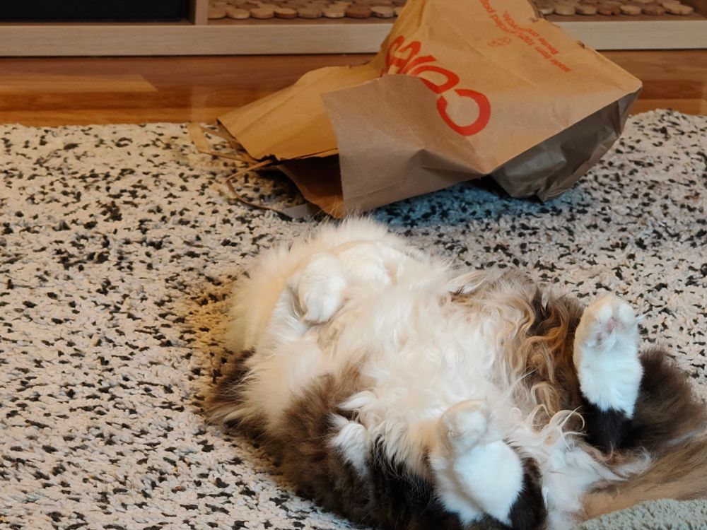 Some kind of animal, on its back, being potentially dead, or something. It is fluffy.