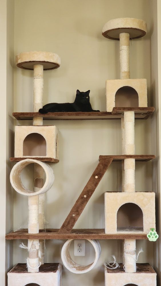 A black cat sitting atop a large cat tower, looking out.