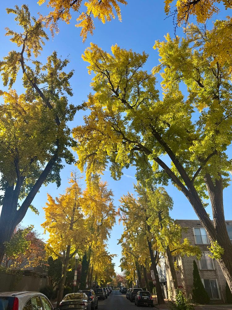 Ginkgo trees on Marion Street NW.