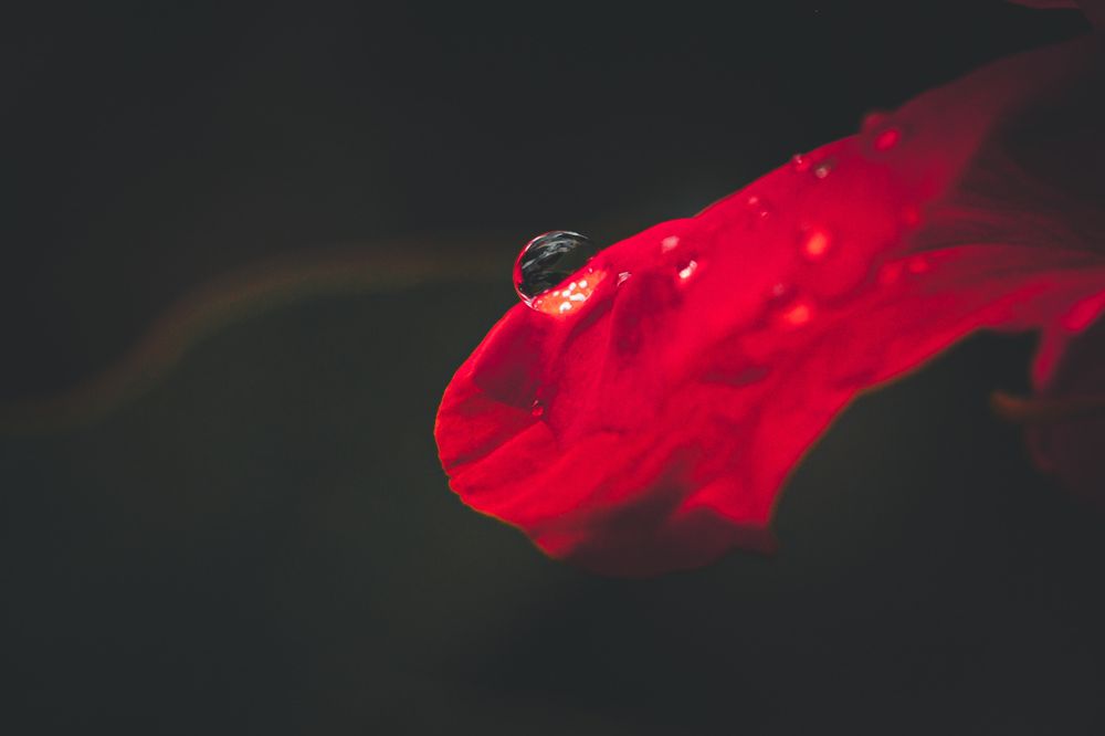 Motiv:

Ein rotes Blütenblatt mit mehreren kleinen Wassertropfen, davon einer deutlich sichtbar am Rand. Der Hintergrund ist dunkel und gleichmäßig, wodurch das Blütenblatt isoliert erscheint.

Stimmung & Wirkung:

Das Bild wirkt konzentriert und still. Die Reduktion auf ein Detail und der dunkle Hintergrund lenken die Aufmerksamkeit auf Form und Struktur. Der Tropfen verstärkt die Wirkung durch den Punkt des Lichts.

Technische Details:

Farbe: Farbfotografie mit starkem Kontrast zwischen Rot und Dunkelgrau.

Schärfentiefe: Sehr geringe Schärfentiefe, Fokus liegt auf dem Tropfen und dem vorderen Teil des Blütenblatts.

Lichtverhältnisse: Punktuelles Licht mit gezielter Ausleuchtung, Hintergrund bleibt im Schatten.