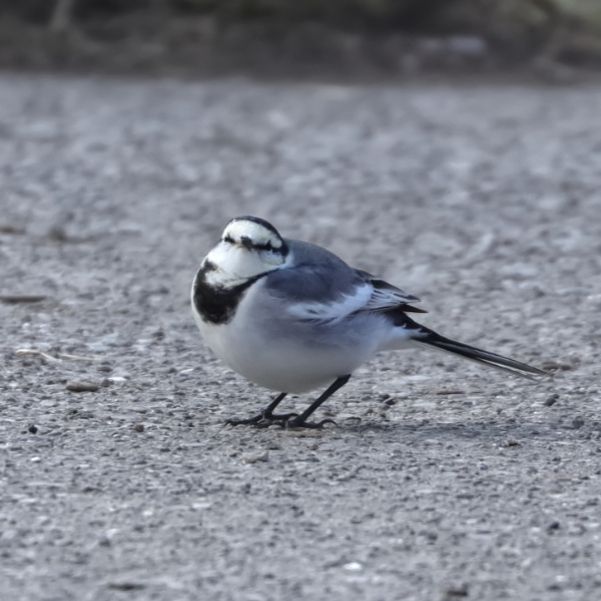 ハクセキレイの写真