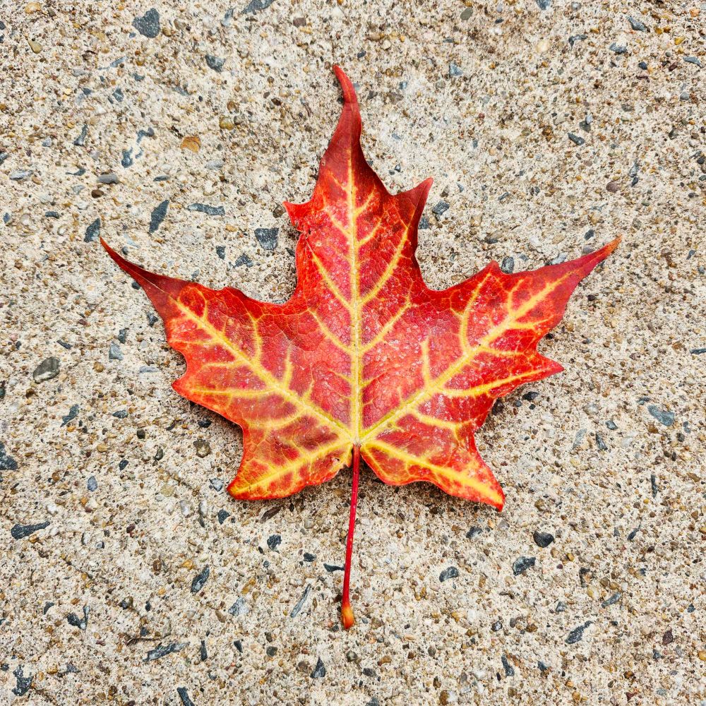 Autumn red and yellow maple leaf on a sidewalk background 