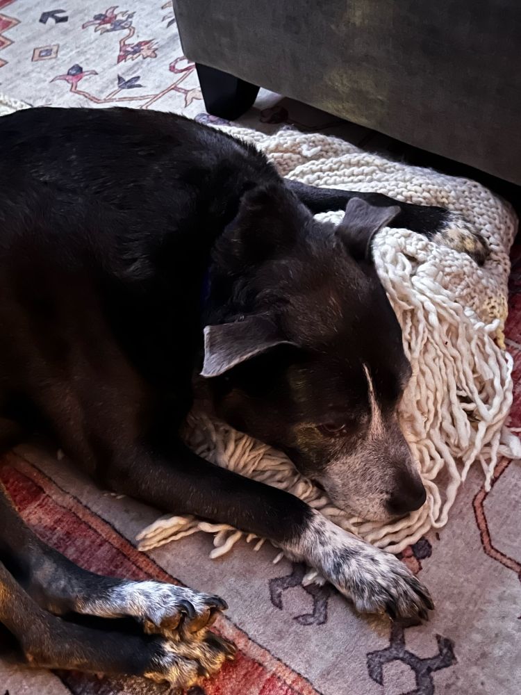 Grat the pitty lounging on a throw blanket on the floor: his “blue brindle” paw is stunning.