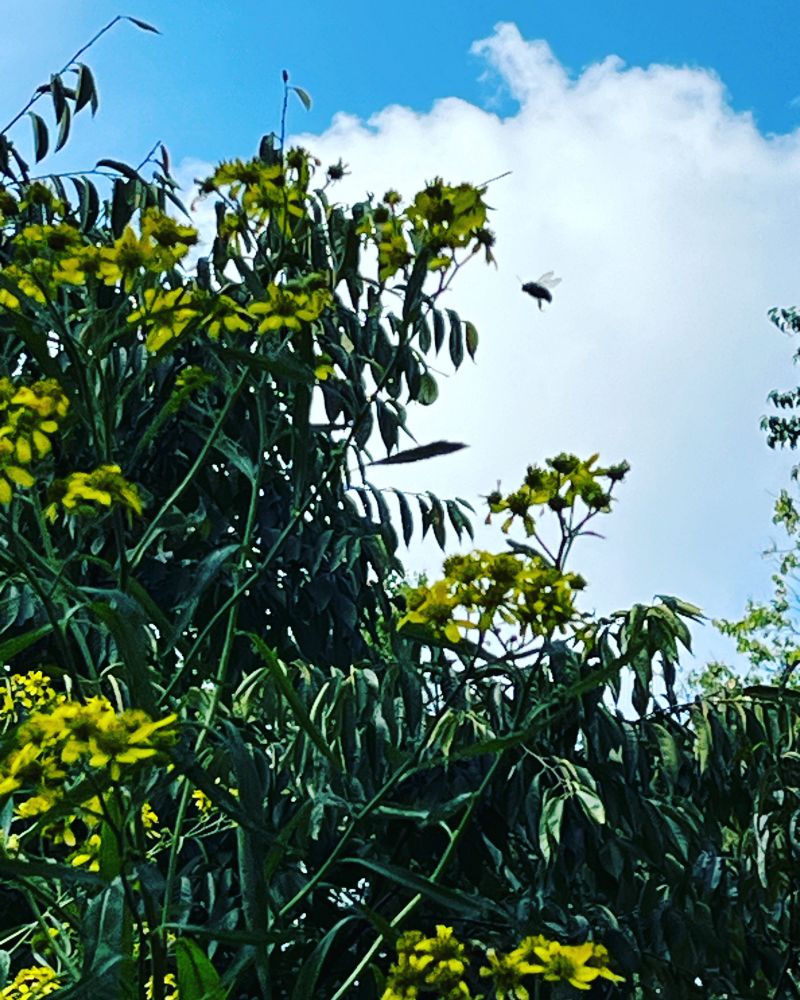 A bee hovering near a large number of black eyed susan flowers. Blue sky and clouds in the background.