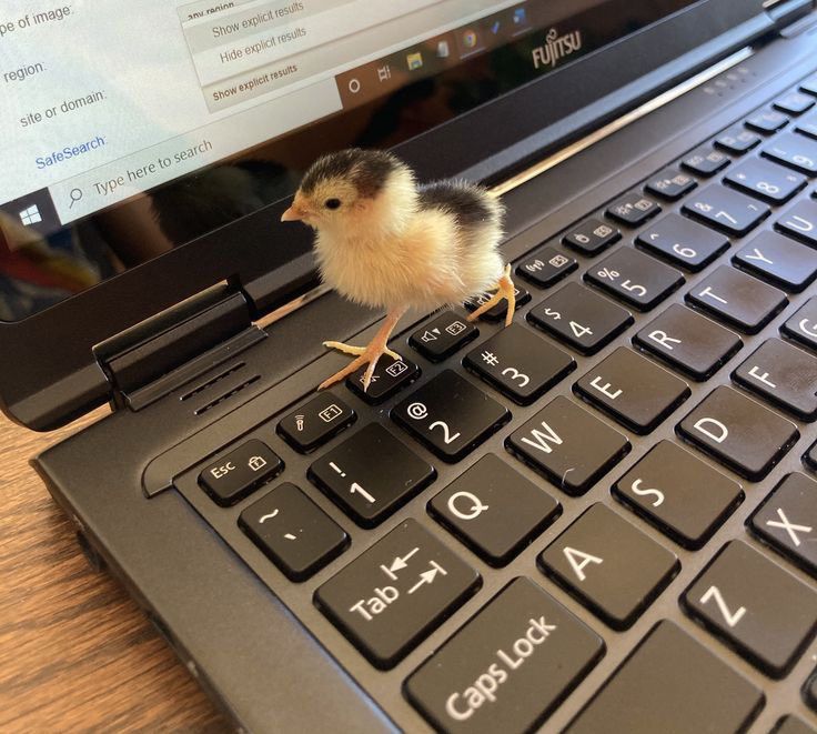 Chick running across a laptop keyboard. 