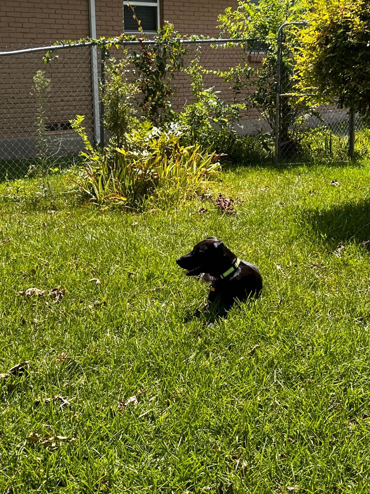 Large black dog lying among the grass in a fenced backyard. 