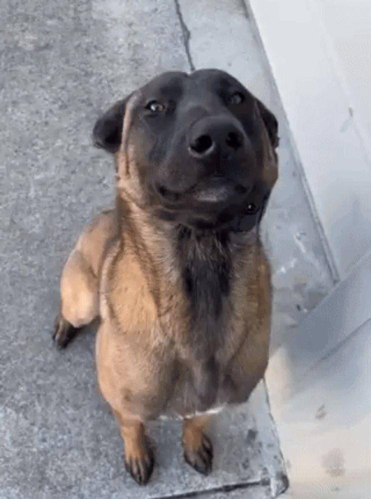 a brown and black dog with a beard is standing on a sidewalk looking up at the camera .